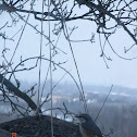 Eurasian Nuthatch