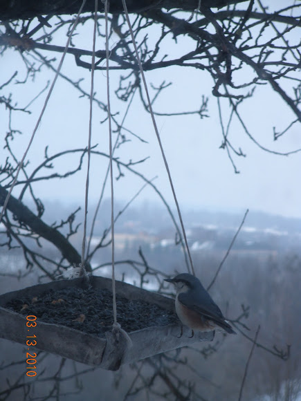 Spotting Image 1
