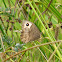 Common Wood Nymph