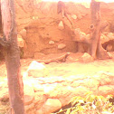 komodo dragon