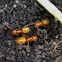 Citronella ants