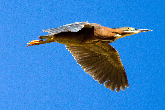 Spotting Image 1