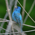 Indigo Bunting