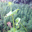 Miner's Lettuce