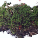Common haircap moss