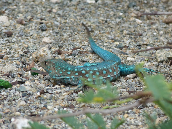 Spotting Image 1