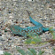 Aruban Whiptail Lizard