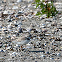 Piping Plover