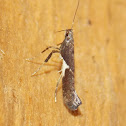 Poplar Caloptilia