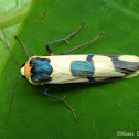 Footman Moth