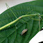 Brunner's stick mantis, eating