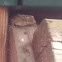 Brown anole