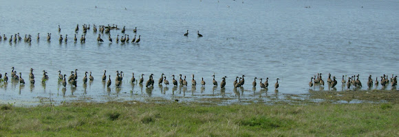 Spotting Image 1