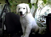 Busco Una Novia Para Mi Perro Toffi