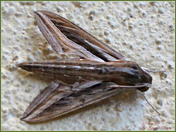 Vine Hawk-Moth (Moths of Singapore) · iNaturalist