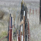 Burrowing Owl