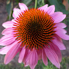 Eastern Purple Coneflower
