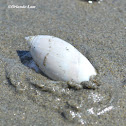 Caracol