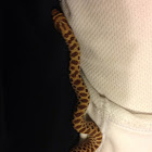Western hognose