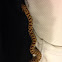 Western hognose