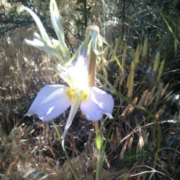 sagebrush mariposa lily Project Noah