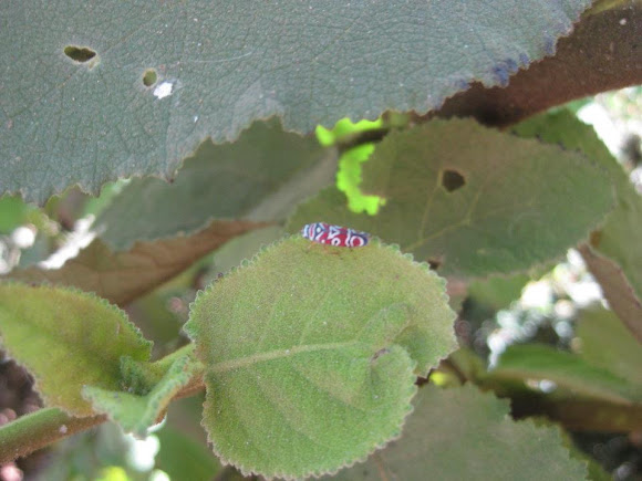 Spotting Image 1