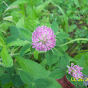 Red clover