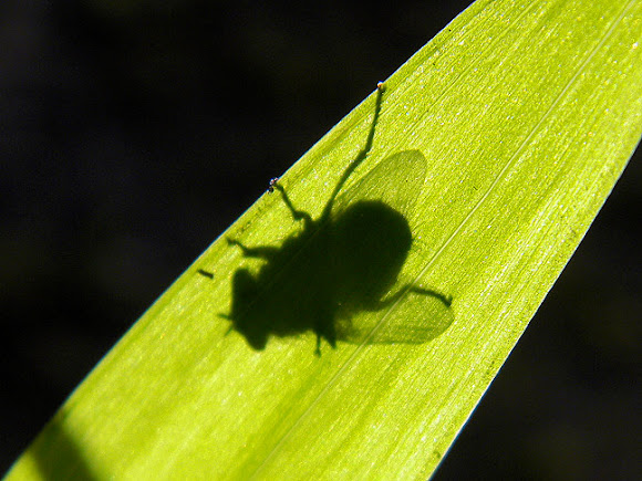 Spotting Image 1