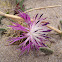 Quiebrarao, Centaury