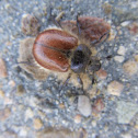 Rain beetle (female)