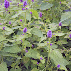 Hyssop