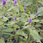 Hyssop