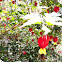 Trailing abutilon