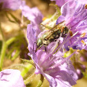 Virescent Green Metallic Bee