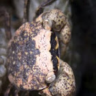 Land Crab