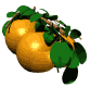 naranjas-con-hojas[3]