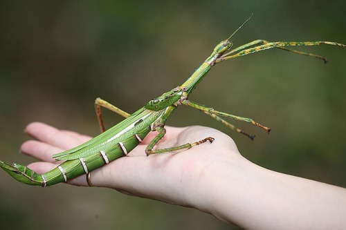 [Stick-insects2.jpg]