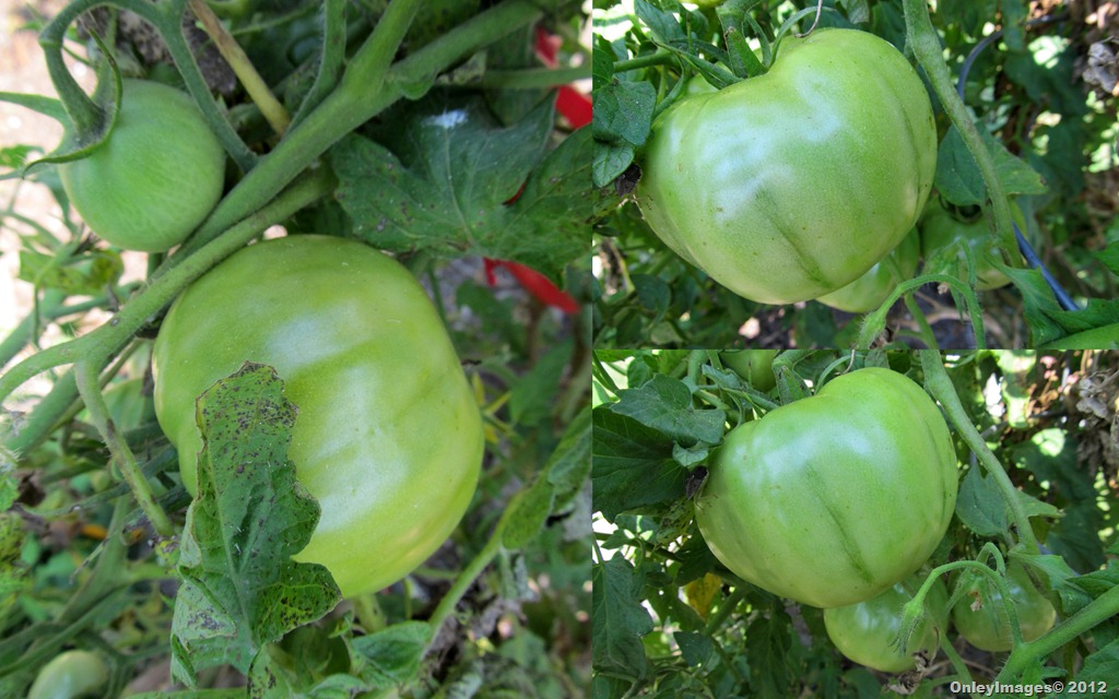 [tomato%2520collage1012%255B8%255D.jpg]