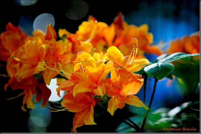 12_DSC4695X1rhododendron spek's orange