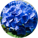 Image Google de O Jons