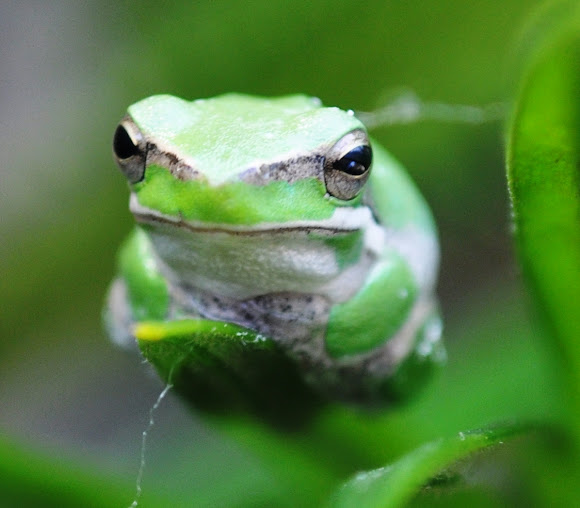 Eastern Dwarf Tree Frog Project Noah
