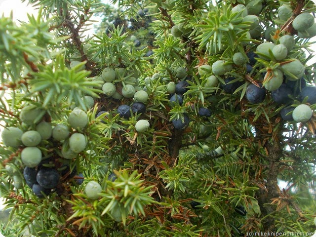 juniper berries