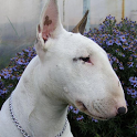 Bull Terriers Wallpapers icon