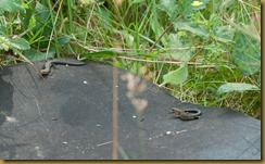 juvenile Common Lizards
