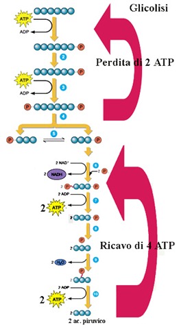 [glicolisi1%255B2%255D.jpg]