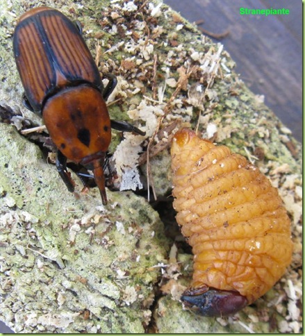 Rhynchophorus ferrugineus insetto adulto larva