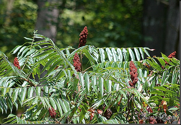 CF_Sumac2