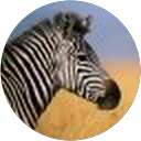 Image Google de Isabelle Pauly
