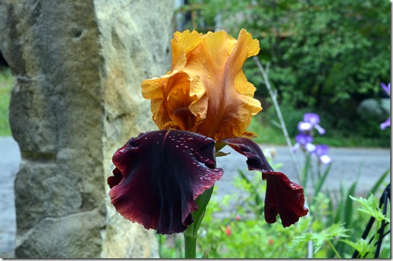 the sultan iris