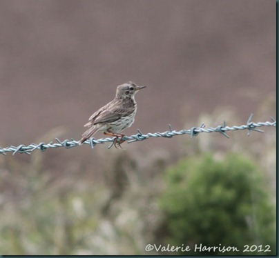 39-meadow-pipit